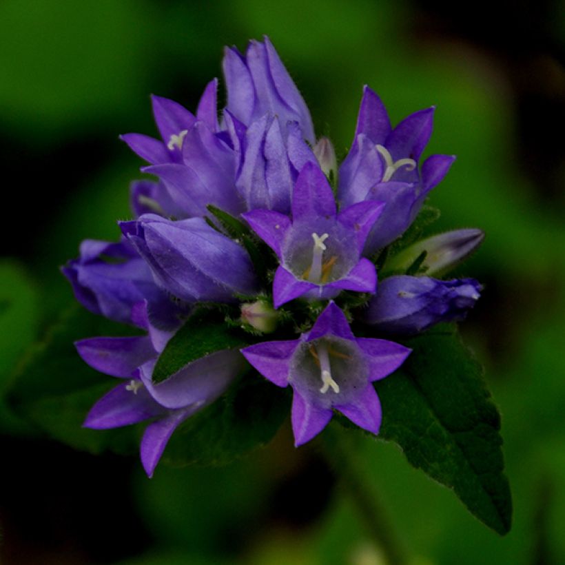Campanule glomerata Acaulis - Campanule à bouquets (Flowering)