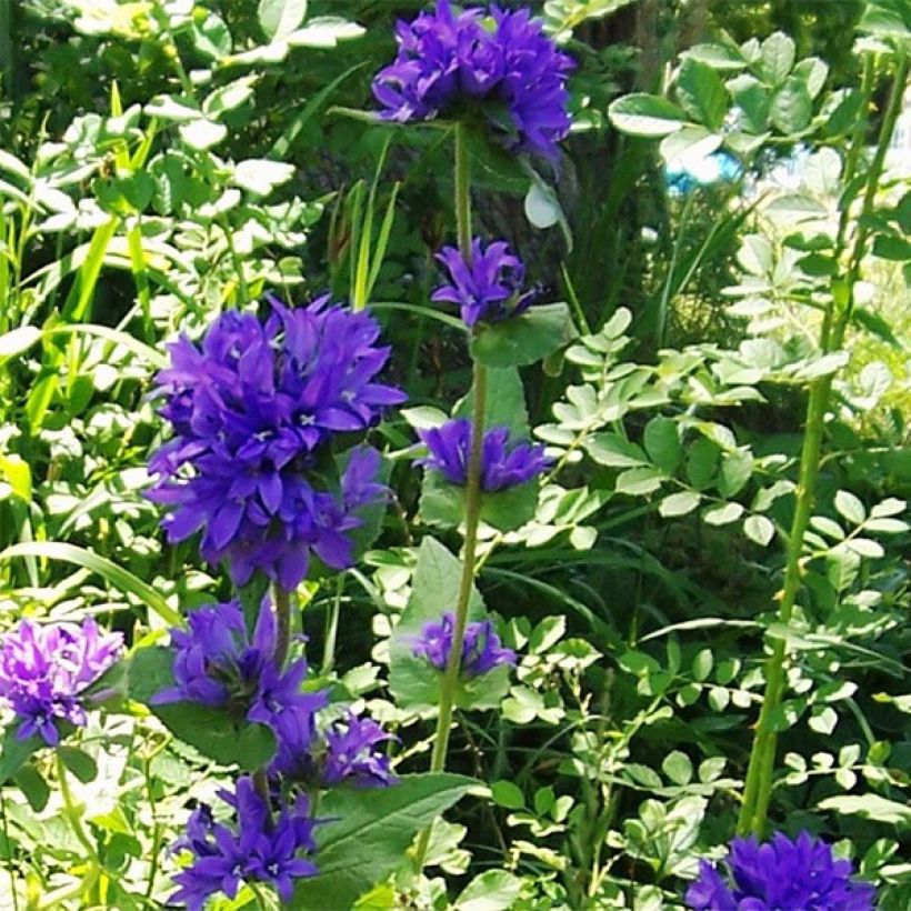Campanule glomerata Acaulis - Campanule à bouquets (Plant habit)