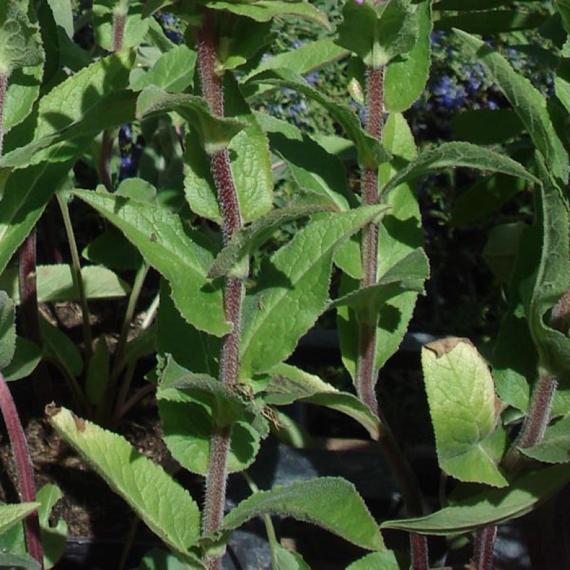 Campanule glomerata Caroline (Foliage)