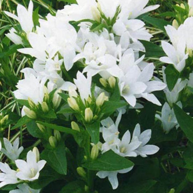 Campanule glomerata Alba (Flowering)
