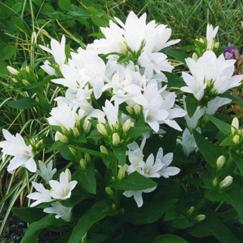 Campanule glomerata Alba (Plant habit)