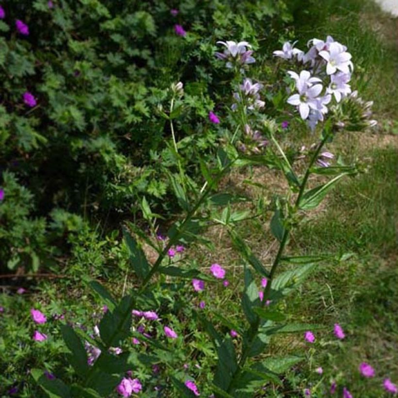 Campanule lactiflora Loddon Anna - Campanule laiteuse rose pâle (Plant habit)