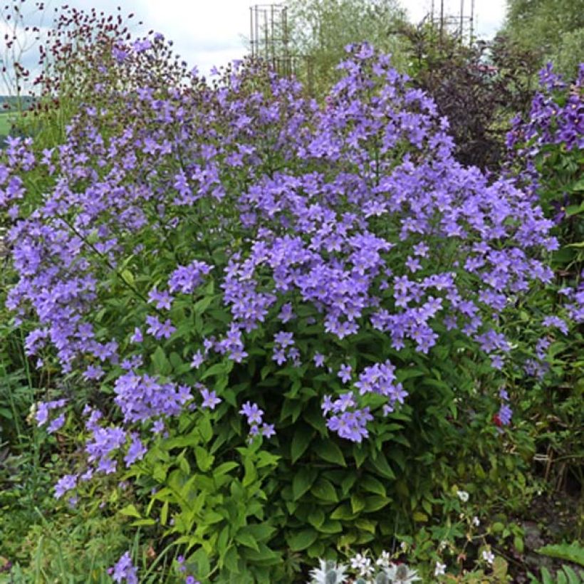 Campanule lactiflora Prichard s variety Campanule laiteuse bleue (Plant habit)