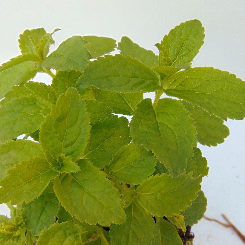 Campanula lactiflora White Pouffe - Campanule laiteuse (Foliage)
