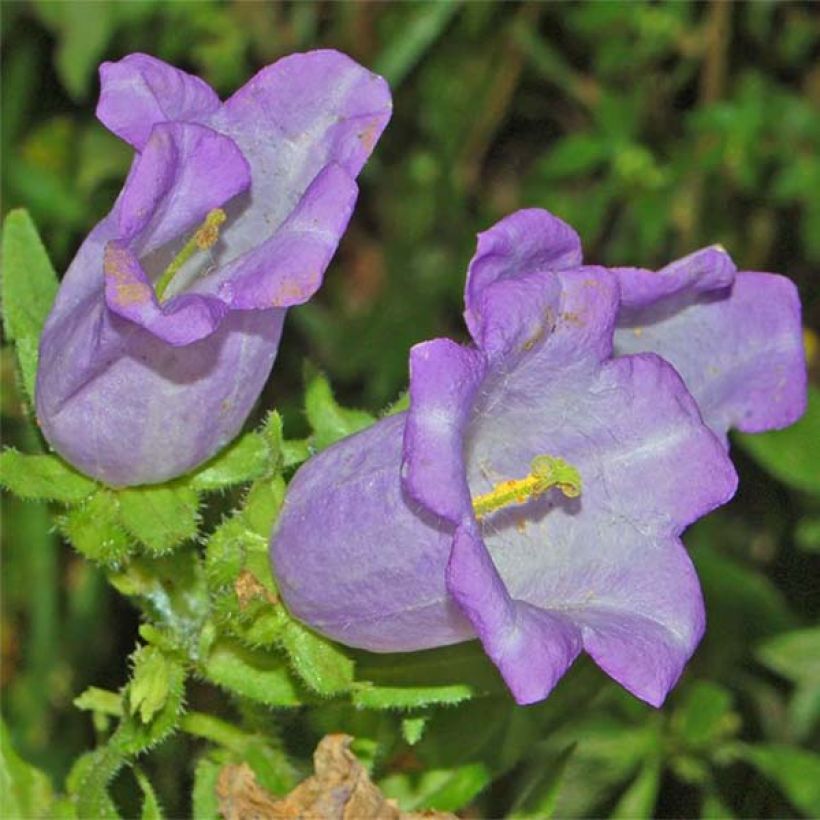 Campanula medium bleue - Campanule carillon (Flowering)