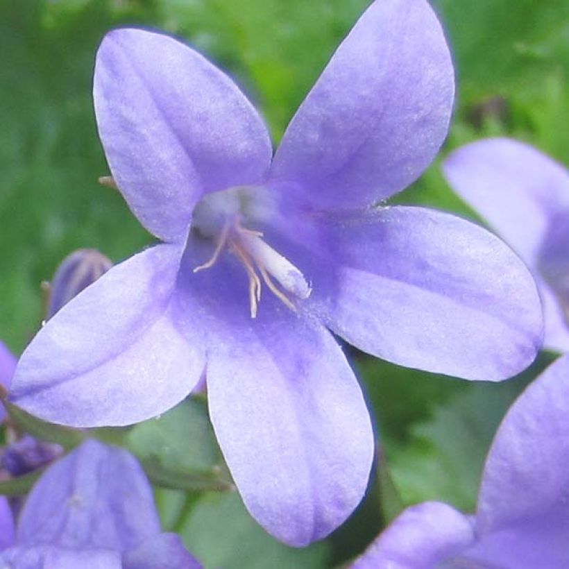 Campanule des murs - Campanula portenschlagiana (muralis) (Flowering)