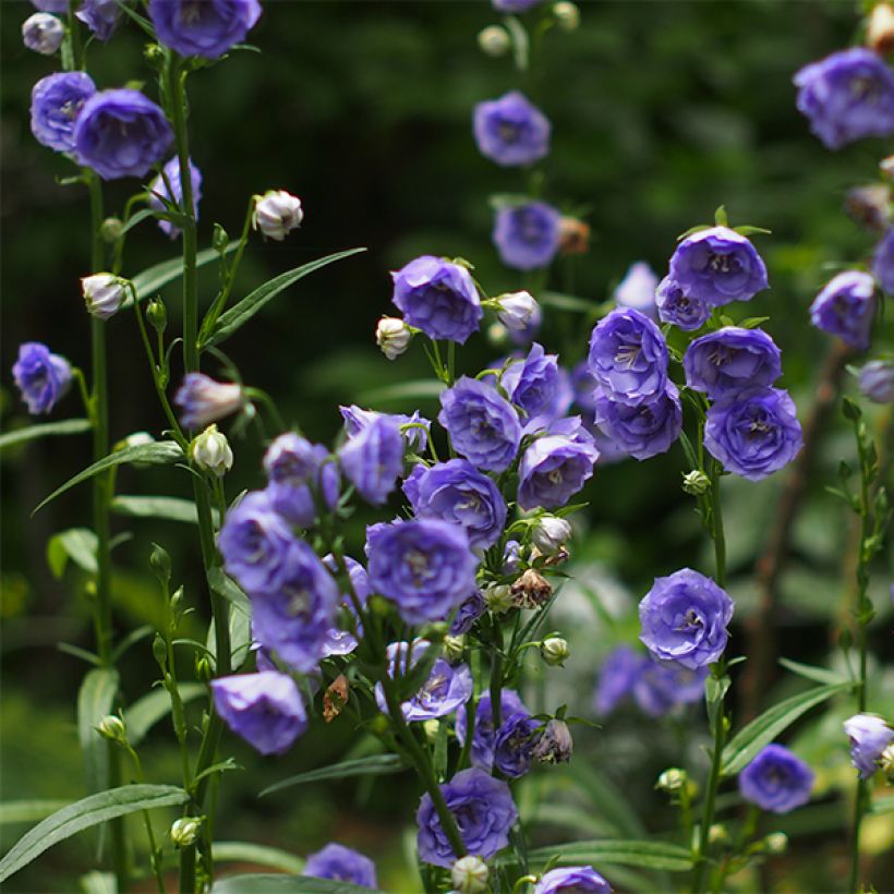 Campanule à feuilles de pêcher - Campanula persicifolia La Belle Blue -  (Flowering)
