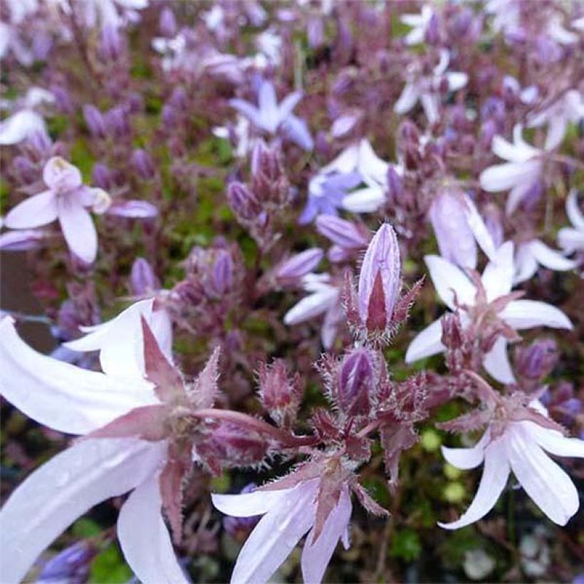 Campanula poscharskyana Lisduggan Variety - Campanule des Murets (Flowering)