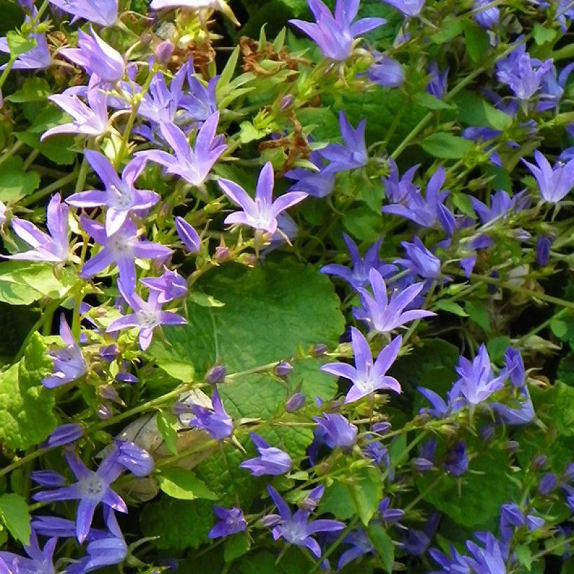 Campanula poscharskyana Stella - Campanule des Murets (Flowering)