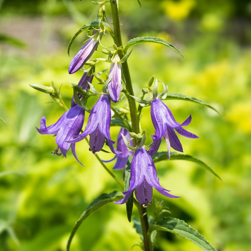 Campanula rapunculoides - Campanule fausse raiponce (Flowering)