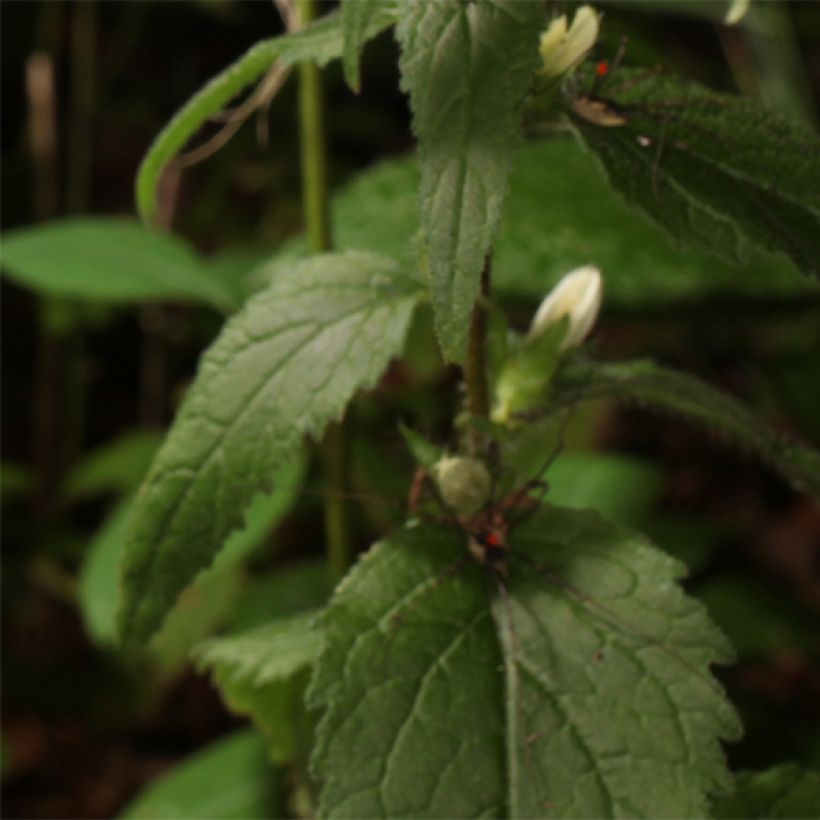 Campanula trachelium - Campanule gantelée (Foliage)