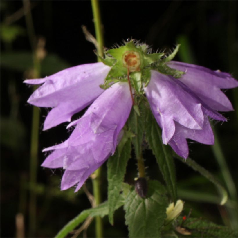 Campanula trachelium - Campanule gantelée (Flowering)