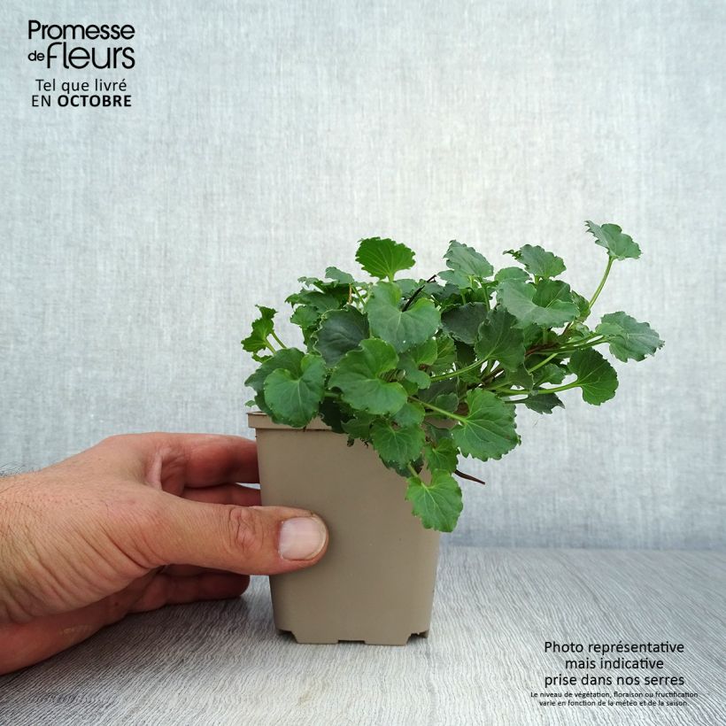 Example of Campanule - Campanula Royal Wave Godet de 8/9 cm as you get in automne