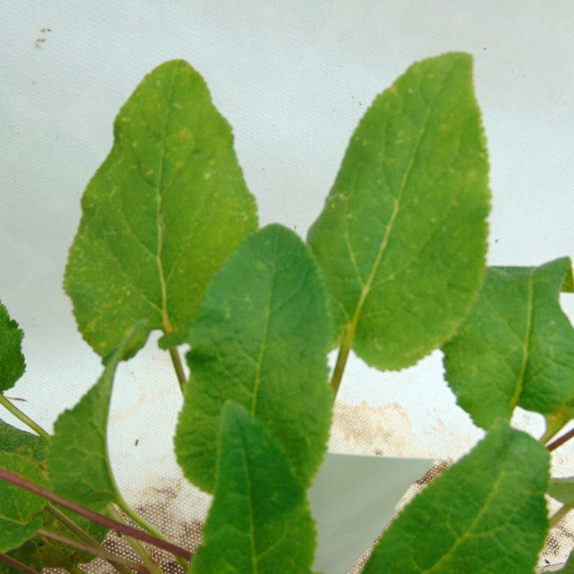 Campanule à bouquets - Campanula glomerata Superba (Foliage)