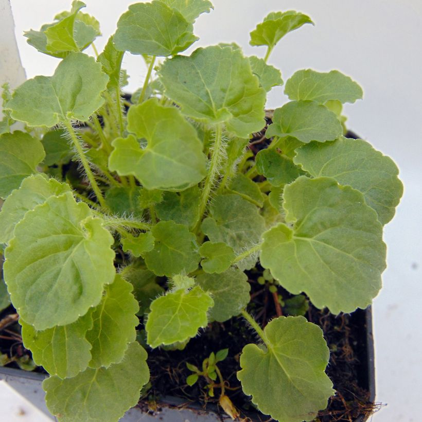 Campanule carpatica Alba - Campanule des Carpates (Foliage)