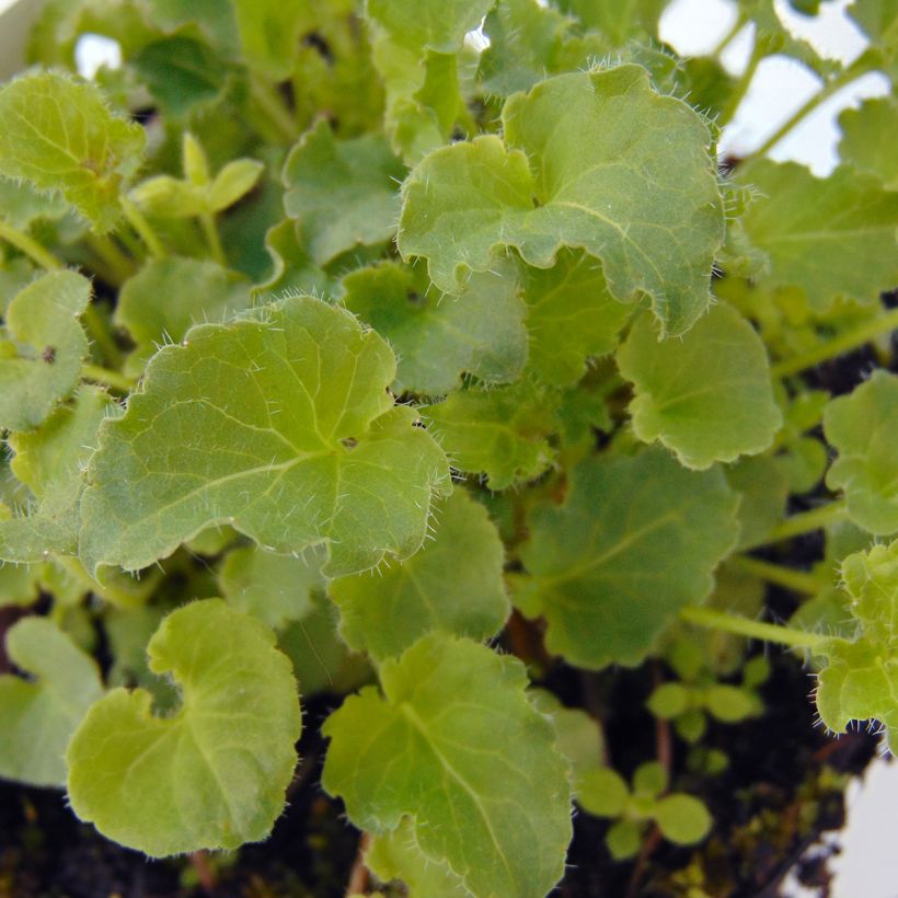 Campanule carpatica - Campanule des Carpates (Foliage)