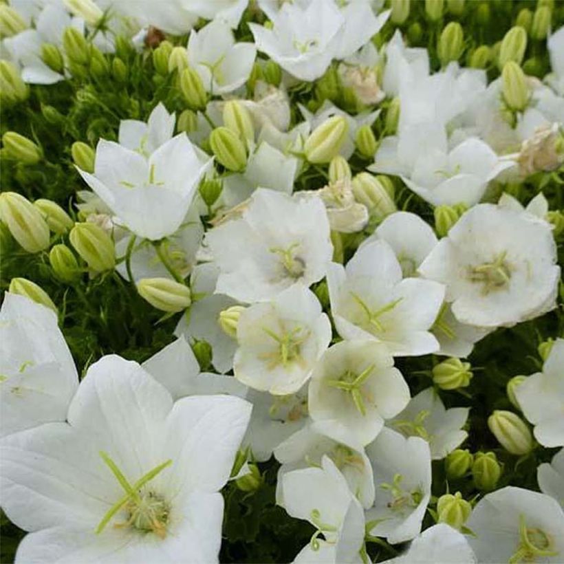 Campanule carpatica Clips blanche - Campanule des Carpates (Flowering)