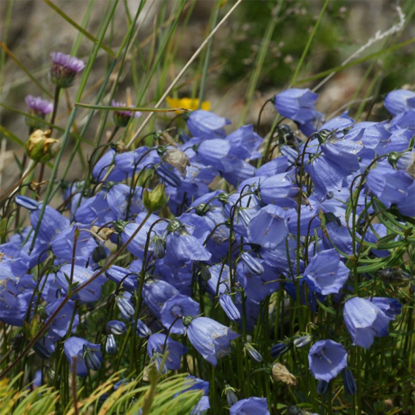 Campanule cochleariifolia Bavaria Blue (Flowering)