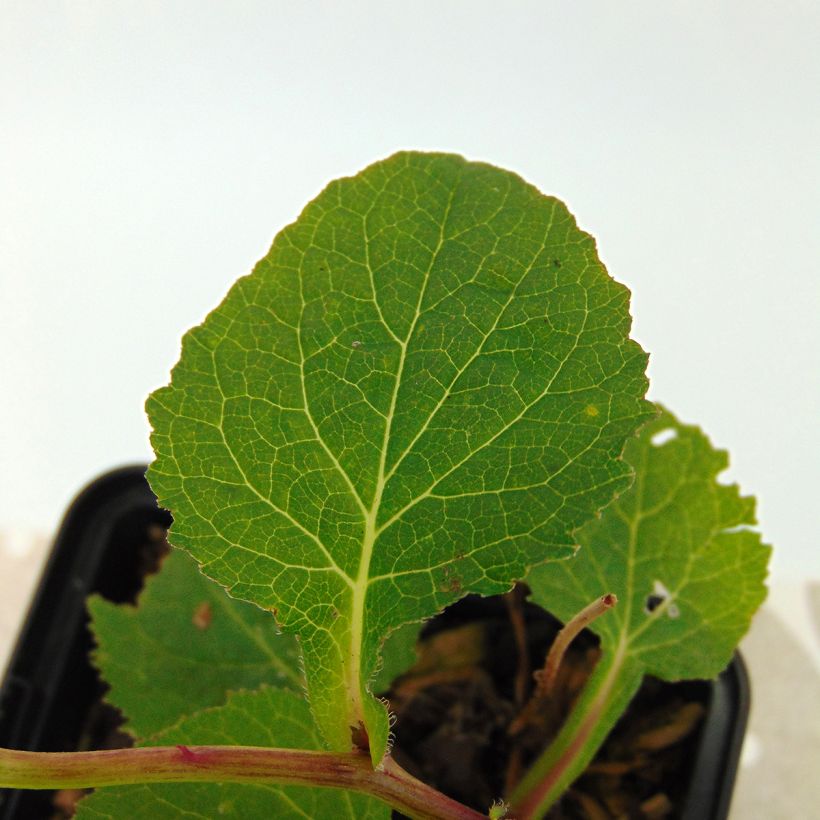 Campanule hybride - Campanula Iridescent Bells (Foliage)