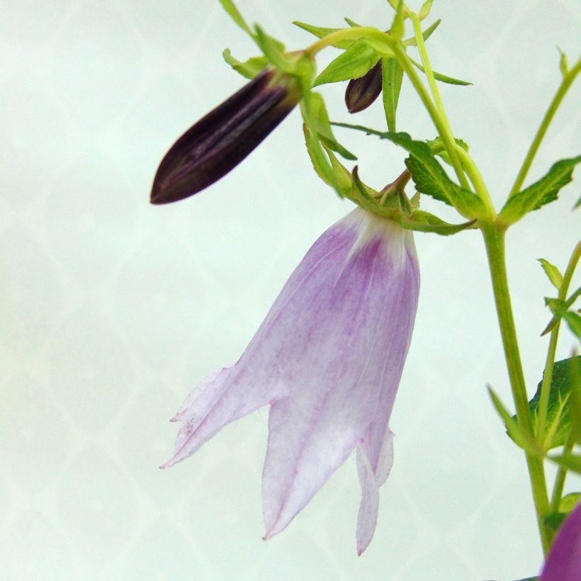 Campanule hybride - Campanula Iridescent Bells (Flowering)