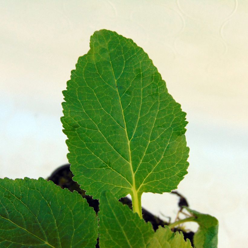 Campanule hybride Kent Belle (Foliage)