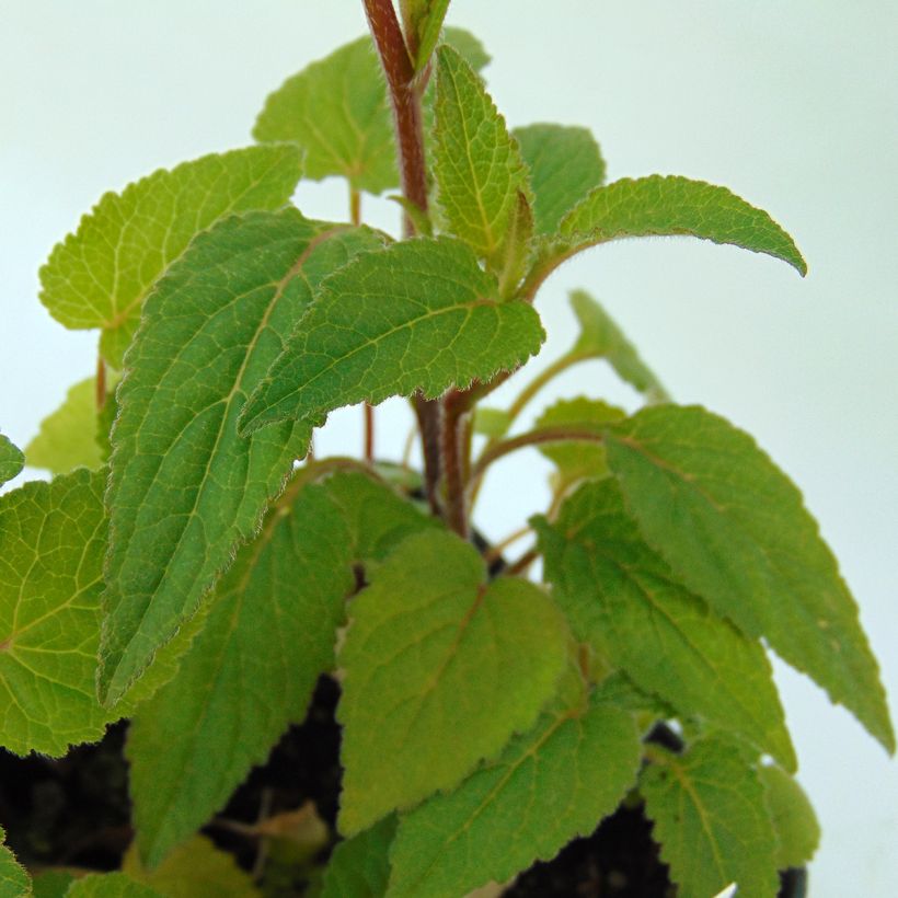 Campanule hybride Ringsabell Indigo Blue   (Foliage)