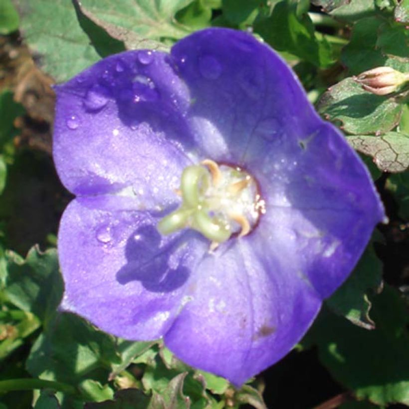 Campanule - Campanula Royal Wave (Flowering)