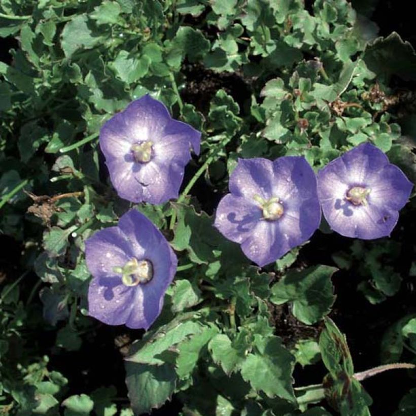 Campanule - Campanula Royal Wave (Plant habit)