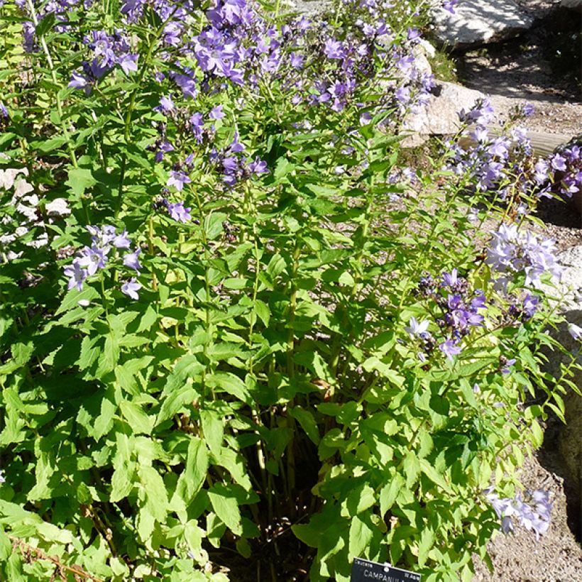 Campanule lactiflora - Campanule laiteuse (Plant habit)