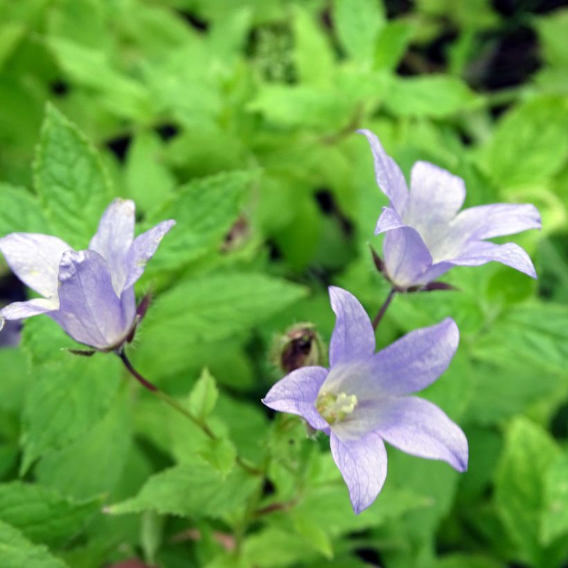 Campanule lactiflora Prichard s variety Campanule laiteuse bleue (Flowering)