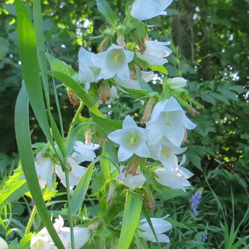 Campanule latifolia var. macrantha alba (Flowering)