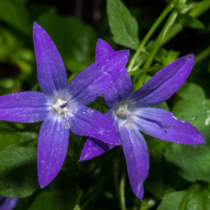 Campanule poscharskyana (Flowering)