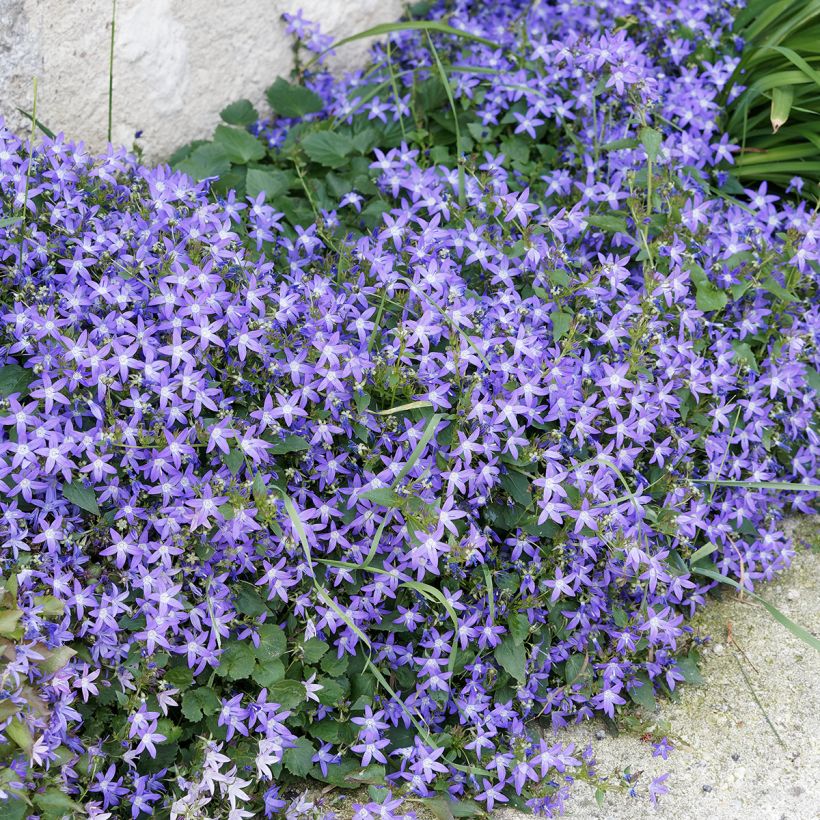 Campanule poscharskyana (Plant habit)