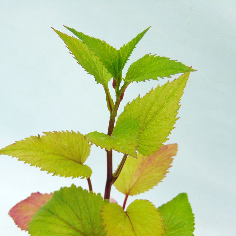 Campanule takesimana Alba (Foliage)