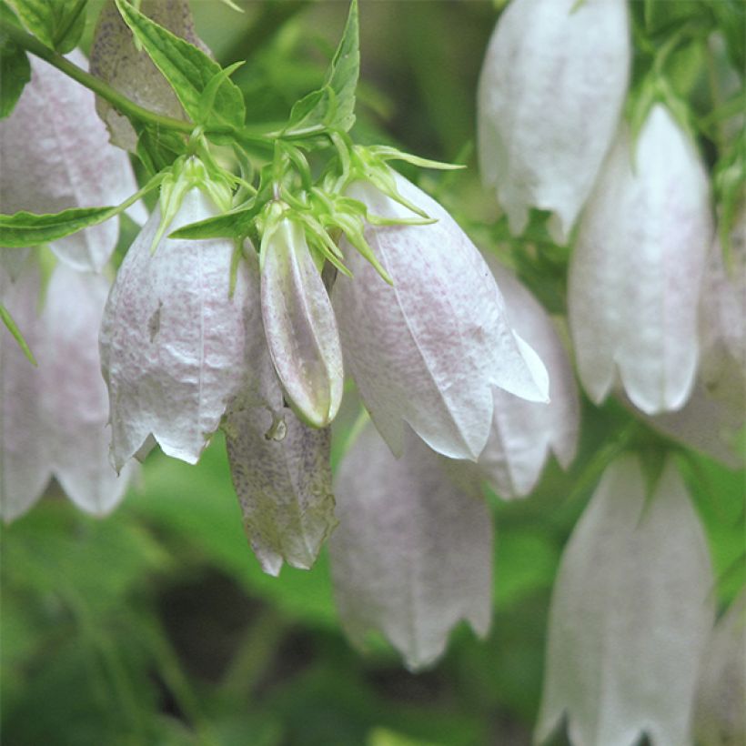Campanule takesimana Alba (Flowering)