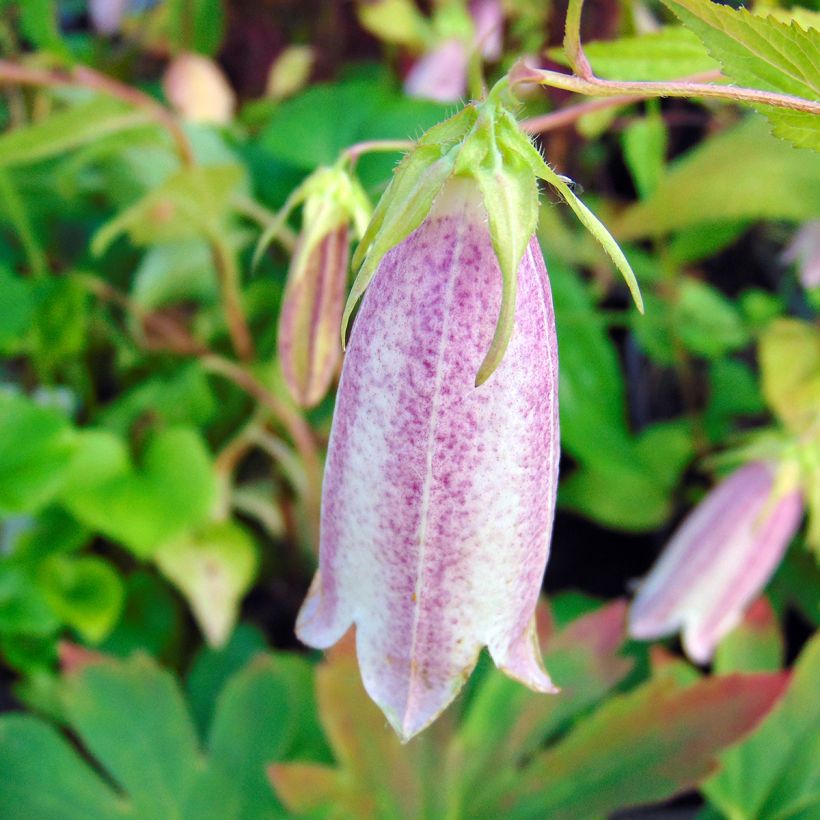 Campanule takesimana Elisabeth - Campanule de Corée (Flowering)