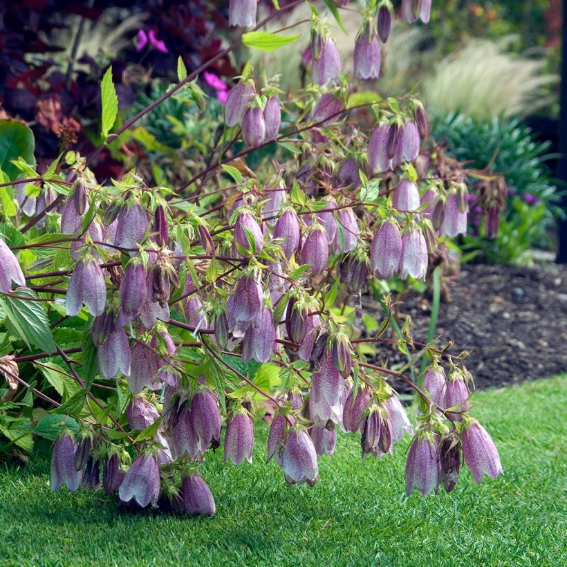 Campanule takesimana Elisabeth - Campanule de Corée (Plant habit)