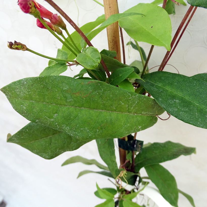 Campsis capreolata Atrosanguinea - Bignone à vrilles (Foliage)