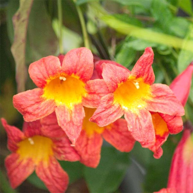 Campsis capreolata Tangerine Beauty - Bignone à vrilles (Flowering)