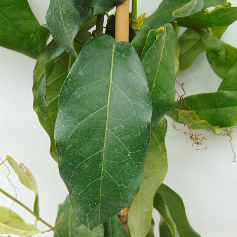 Campsis capreolata Tangerine Beauty - Bignone à vrilles (Foliage)