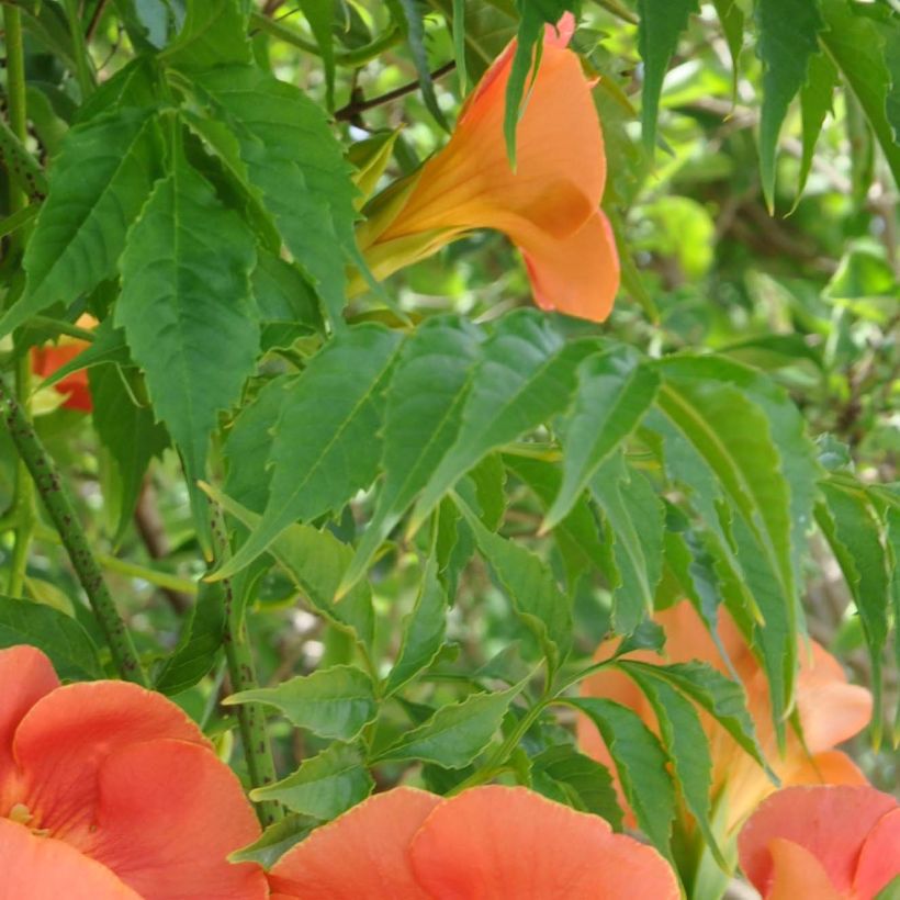 Campsis grandiflora - Bignone à grandes fleurs (Foliage)