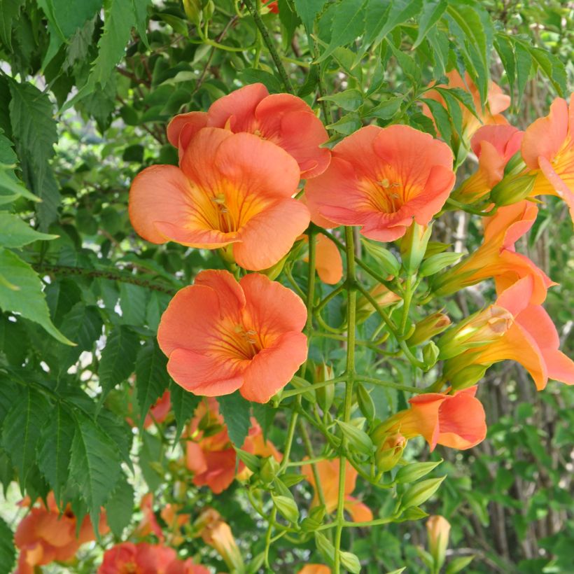 Campsis grandiflora - Bignone à grandes fleurs (Flowering)