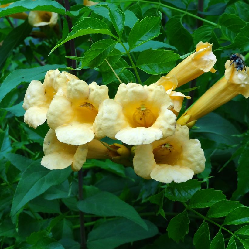 Campsis radicans Yellow Trumpet (= Flava) - Bignone de Virginie (Flowering)