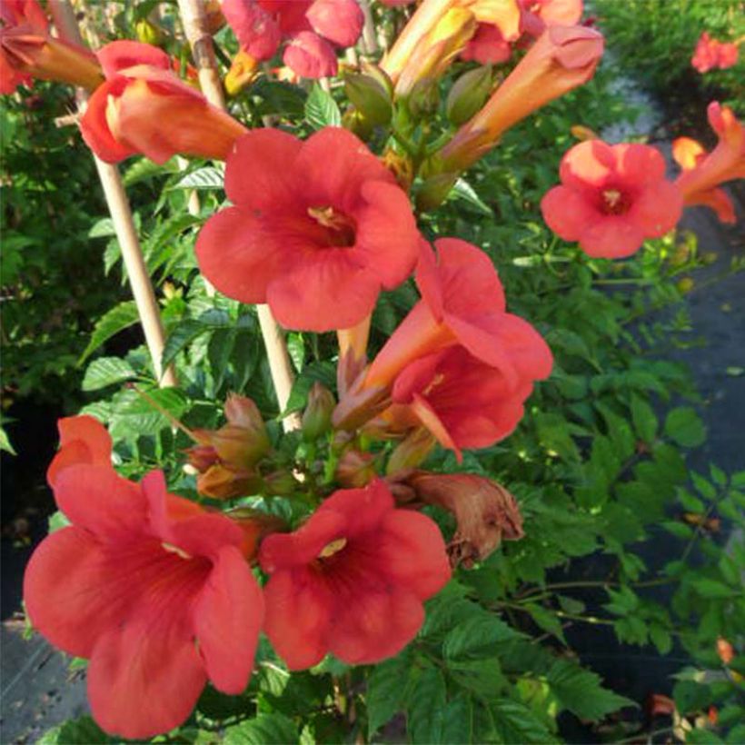 Bignone - Campsis tagliabuana Madame Galen (Flowering)