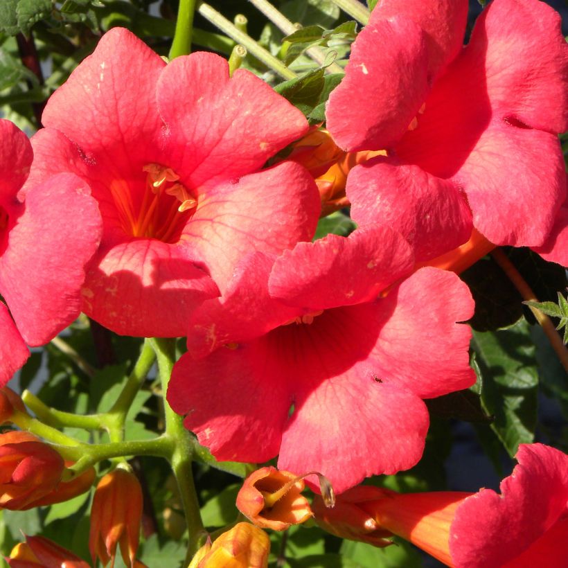 Bignone - Campsis tagliabuana Grenadine (Flowering)
