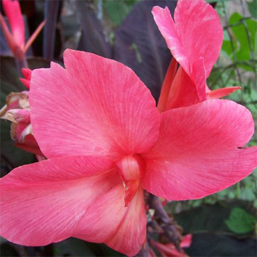 Canna Felix Roux - Balisier nain à fleurs rouge pâle (Flowering)