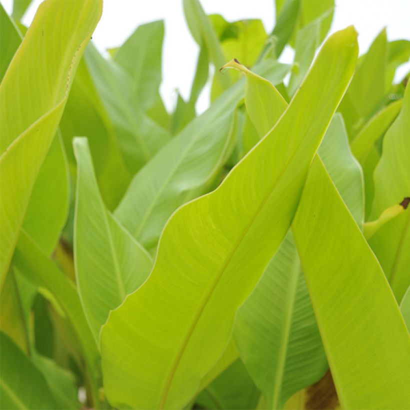 Canna Lolita - Balisier rouge indien à liseré jaune (Foliage)