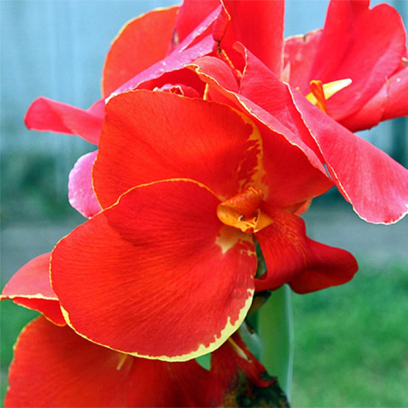 Canna Lolita - Balisier rouge indien à liseré jaune (Flowering)