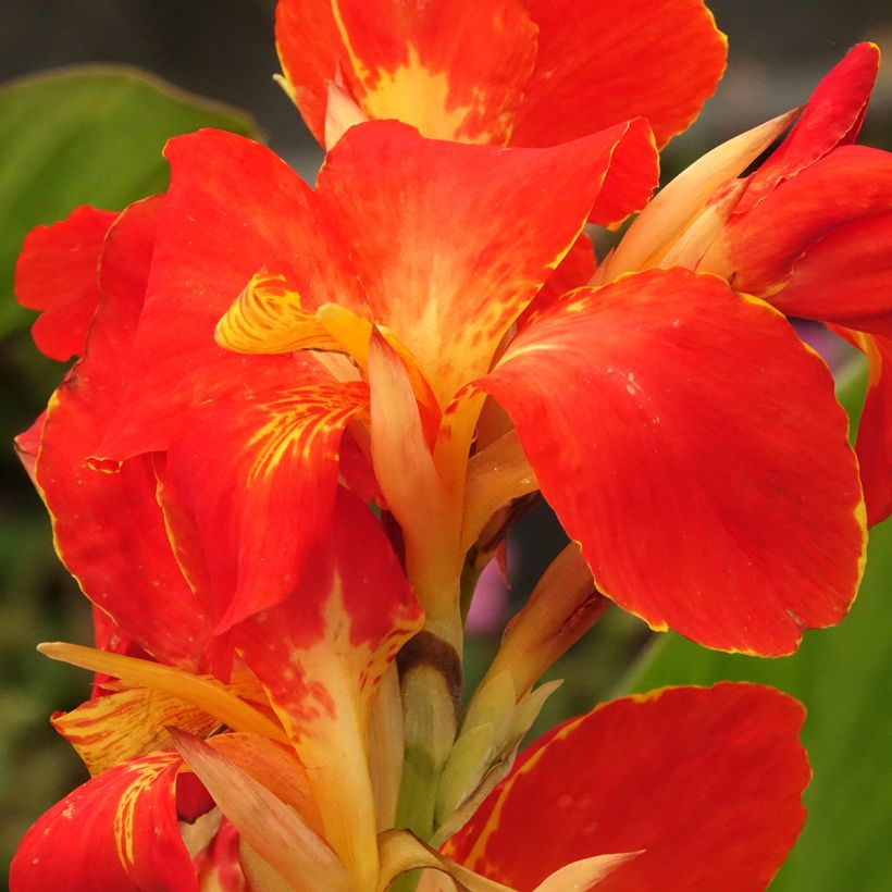 Canna Lucifer - Balisier nain à fleurs rouge liséré de jaune d'or et à feuillage vert moyen. (Flowering)