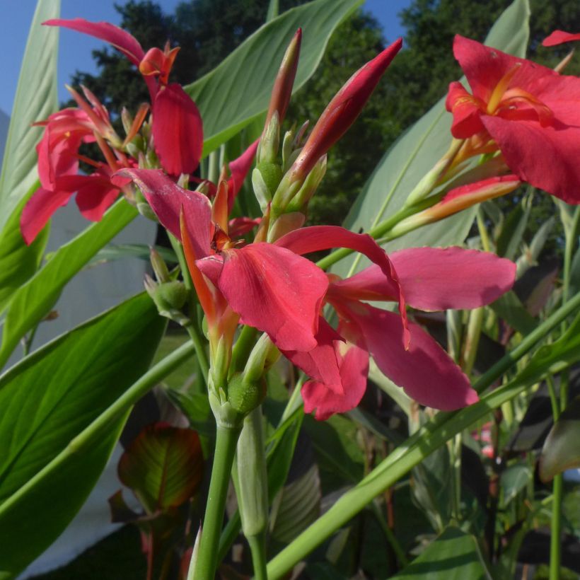 Canna Perkeo - Balisier de taille moyenne à fleurs rose cerise, finement bordé de jaune. (Flowering)